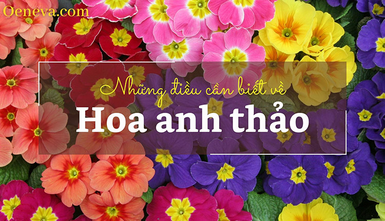 Tìm hiểu A-Z về đặc điểm và công dụng của hoa anh thảo 1