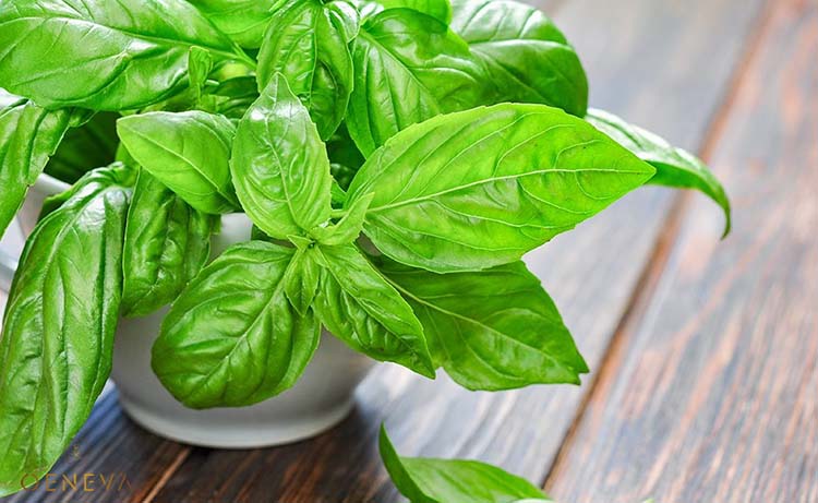 1.7. Mặt nạ diếp cá - húng quế 1 1.7. Mặt nạ diếp cá - húng quế 1