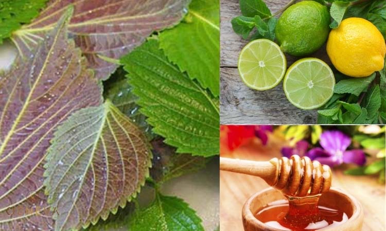 2.4. Đắp mặt nạ lá tía tô 2