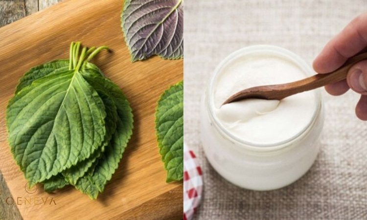 2.4. Đắp mặt nạ lá tía tô 3