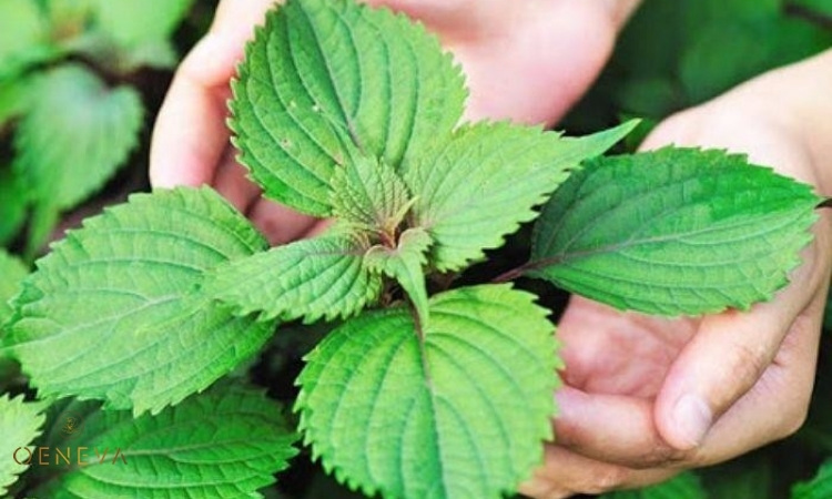 1. Chăm sóc da bằng tía tô có tác dụng gì? 1