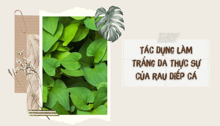 Tìm hiểu thực hư 9 cách làm trắng da bằng rau diếp cá 1
