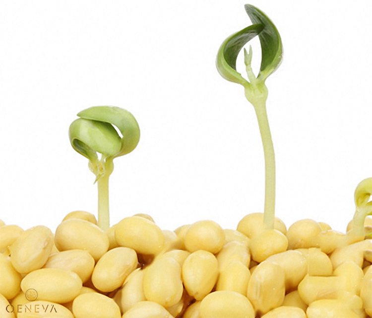 4. Lưu ý khi sử dụng mầm đậu nành 1
