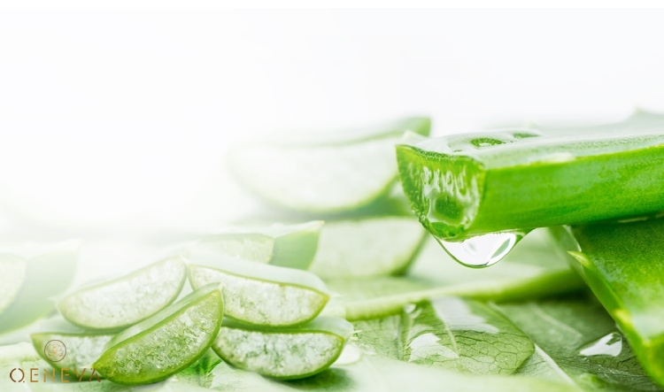 2. Thực hư tác dụng của nha đam trong việc làm trắng da 1 2. Thực hư tác dụng của nha đam trong việc làm trắng da 1