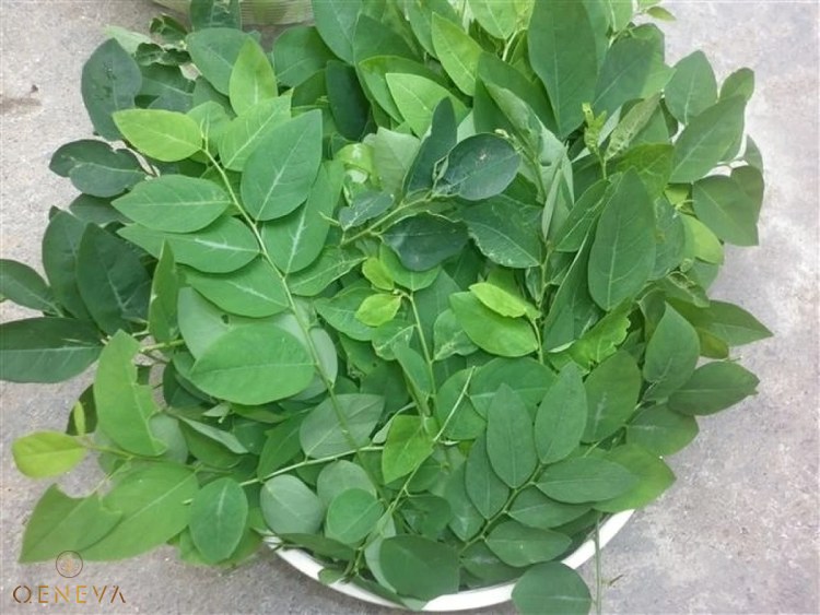 2. Công dụng làm trắng thực sự của rau ngót 1 2. Công dụng làm trắng thực sự của rau ngót 1