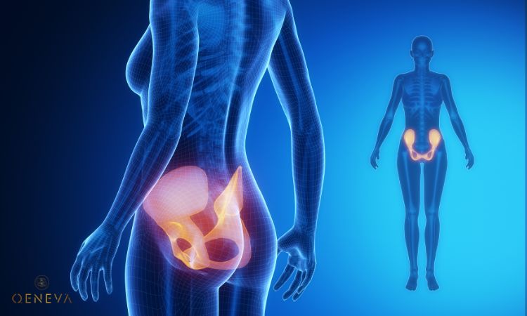 2.5. Khung xương chậu phát triển 1