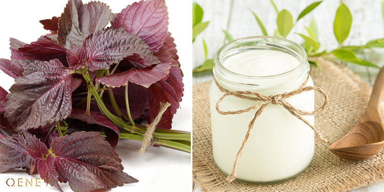 1.6. Mặt nạ tía tô và sữa chua 1