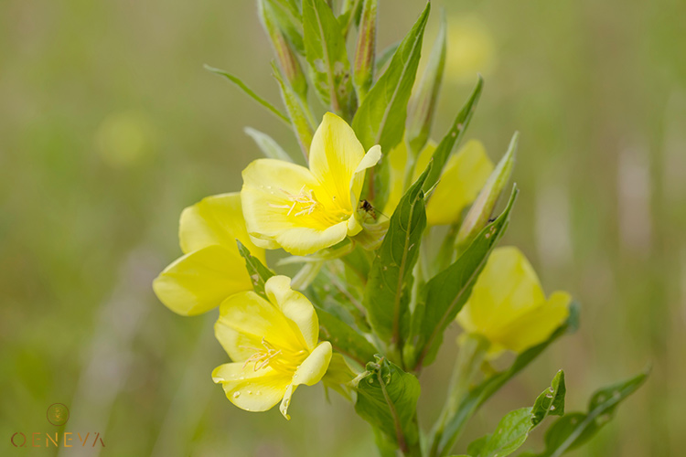 11. Hoa anh thảo Oenothera biennis - món quà của thiên nhiên 1