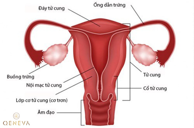 7. Tuyến sinh dục nữ - tuyến nội tiết điều hòa sinh sản ở nữ giới 1