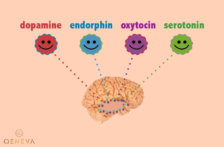 3. Serotonin - hoocmon của sự điều hoà tâm trạng 1
