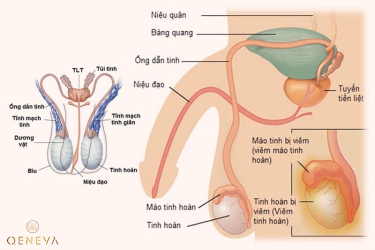 6. Tuyến sinh dục nam - tuyến nội tiết điều hòa sinh sản ở nam giới 1